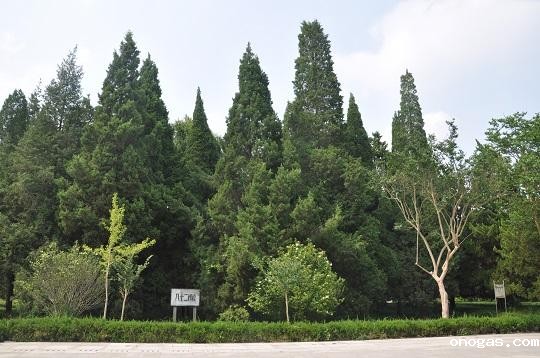 配图4：八十二棵青松林.jpg